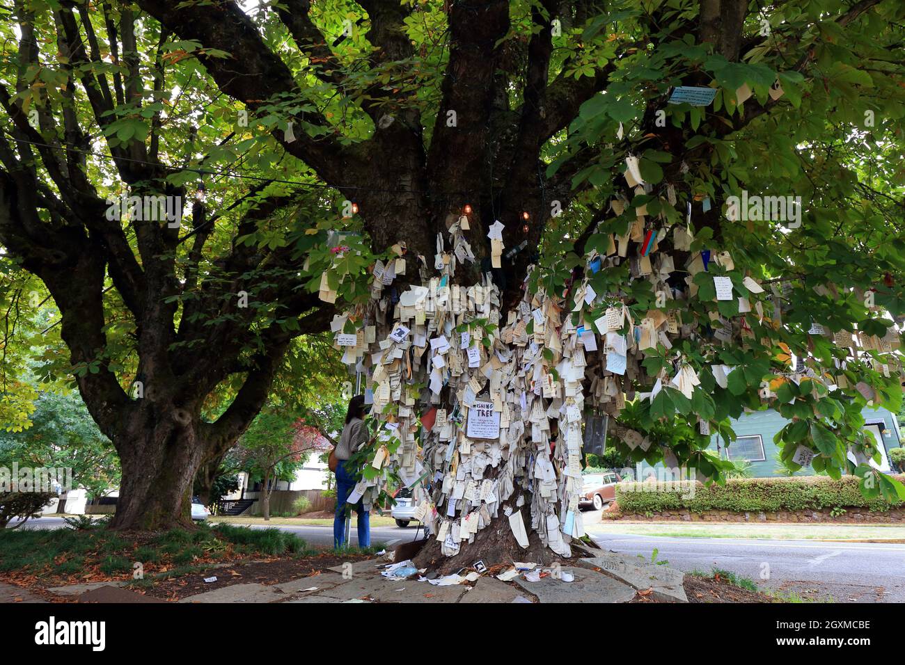 The Wishing Tree, Portland, Oregon. a neighborhood tree filled with hope and wishes located near Irving Park. Stock Photo