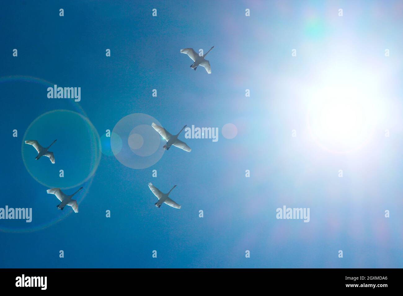 Flock of swans flying through blue sky. Swan flock flying in blue sky