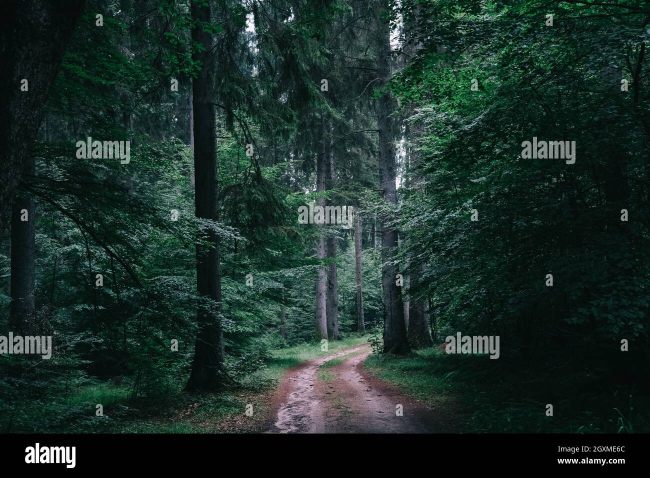 Road in middle forest hi-res stock photography and images - Alamy