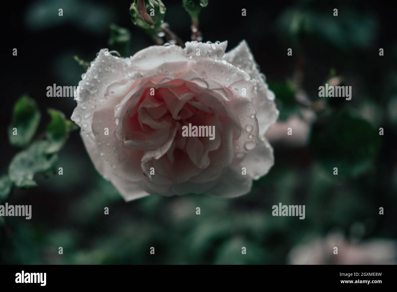 Rose on a bush hi-res stock photography and images - Alamy