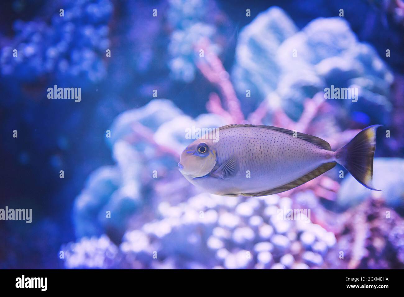 underwater photography of a fish swimming in freshwater aquarium Stock Photo
