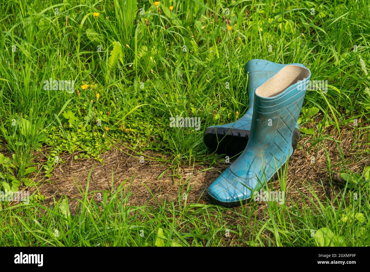 A pair of blue rubber boots in the green grass Stock Photo - Alamy