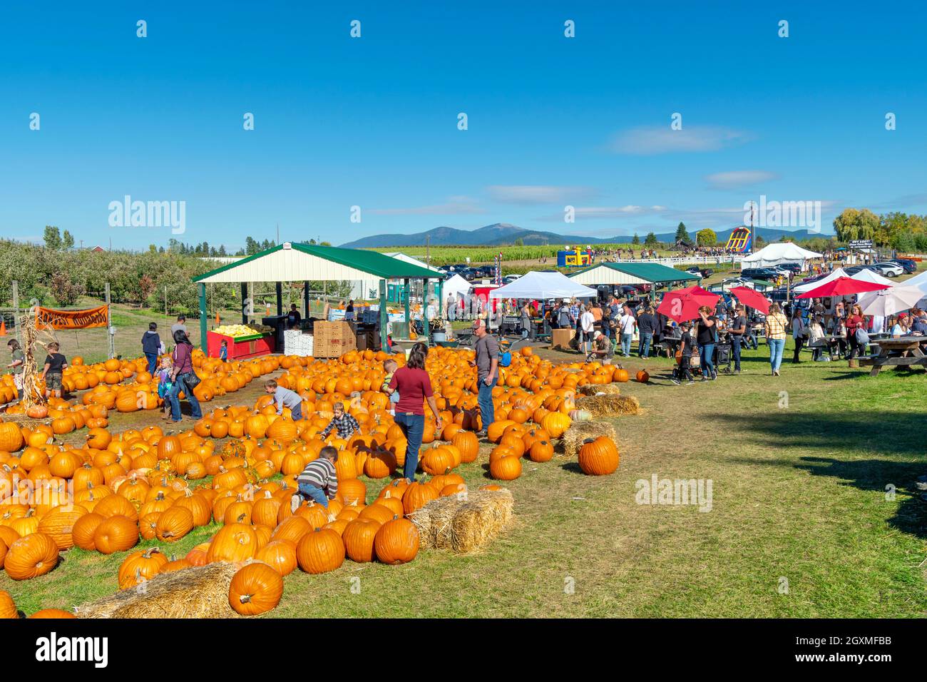 Families search for pumpkins at an October Fall Harvest Festival in Green Bluff, a suburb of Spokane Washington, USA. Stock Photo