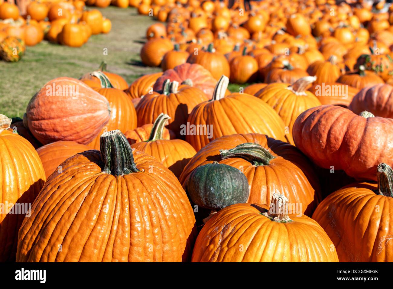 Families search for pumpkins at an October Fall Harvest Festival in