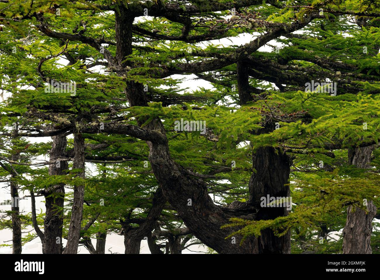 Trees at the Fujisan Komitake Shrine, Mount Fuji 5th Station, Japan Stock Photo