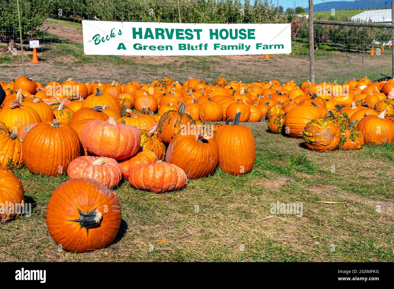Families search for pumpkins at an October Fall Harvest Festival in Green Bluff, a suburb of Spokane Washington, USA. Stock Photo