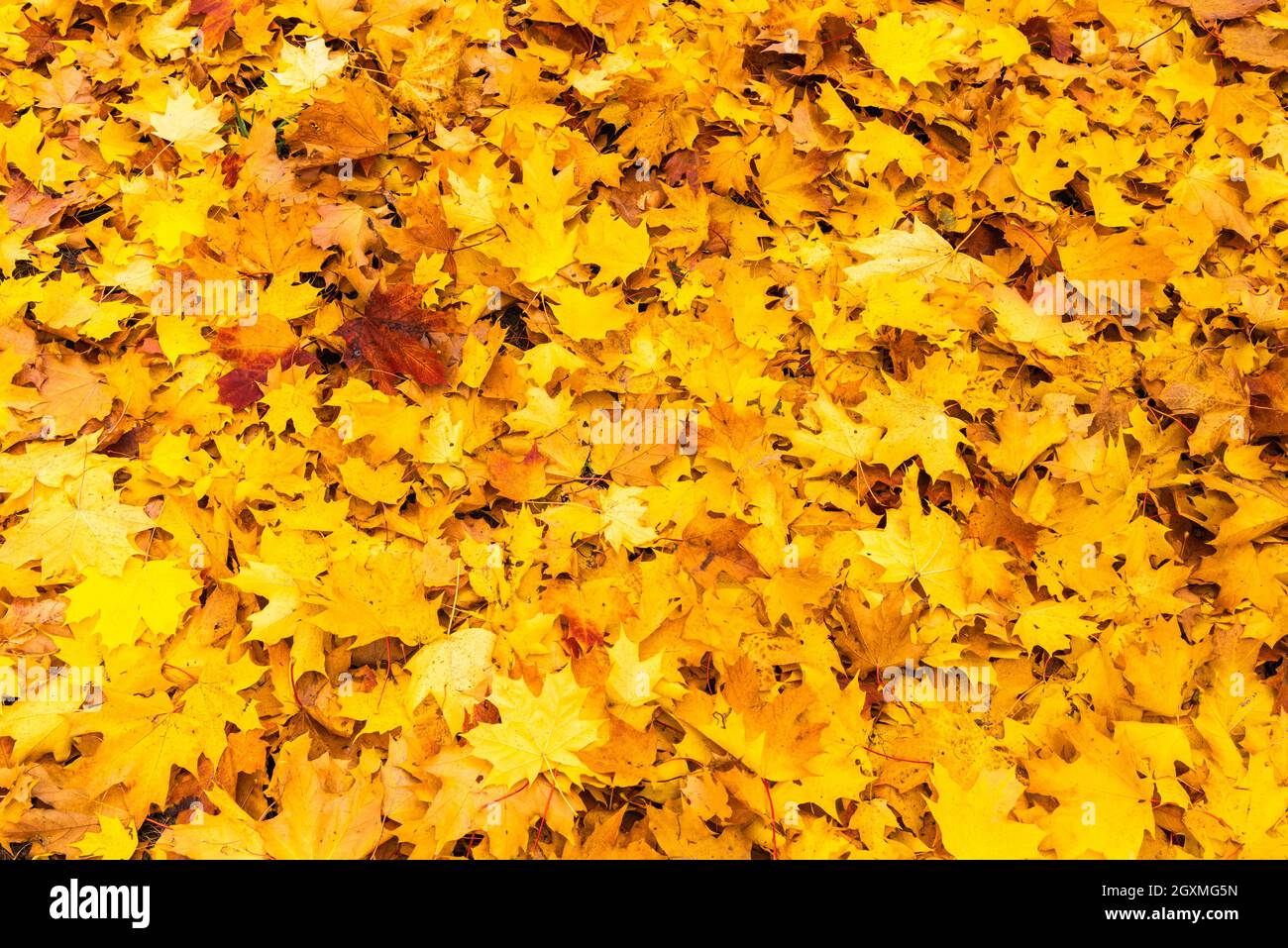 Fallen yellow leaves on the ground in autumn Stock Photo - Alamy