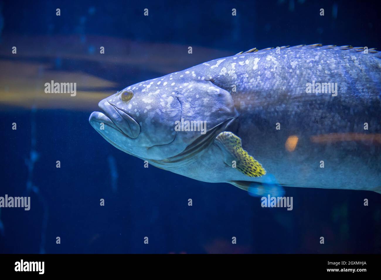 underwater photography of a fish swimming in freshwater aquarium Stock Photo
