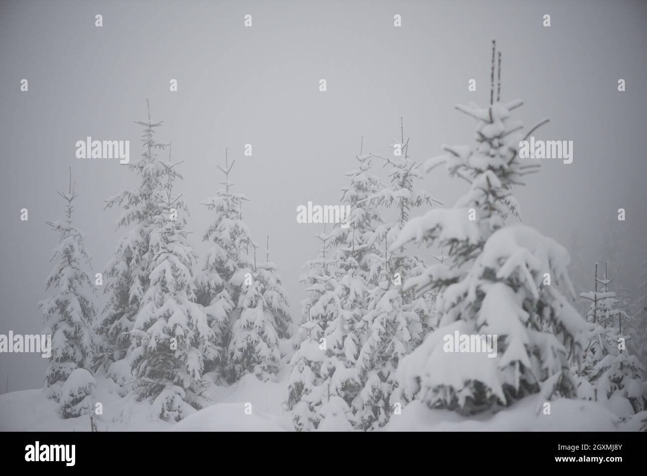 christmas evergreen spruce pine tree in nature covered with fresh snow ...
