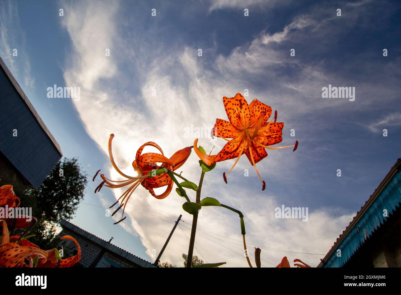 An lily grows in the garden of a country house in the village. Stock Photo