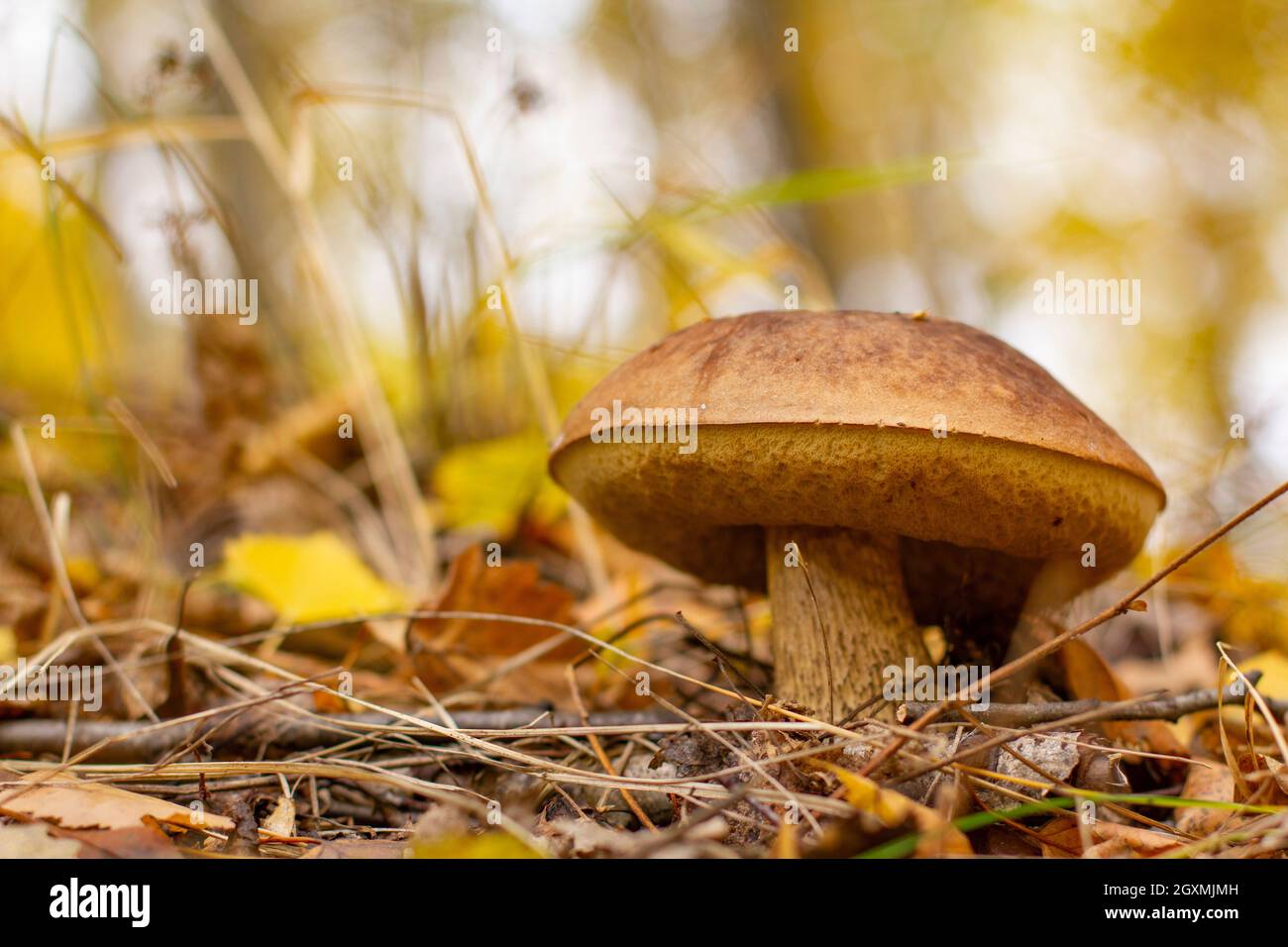 An edible mushroom grows in the forest on an early autumn cloudy morning. Stock Photo