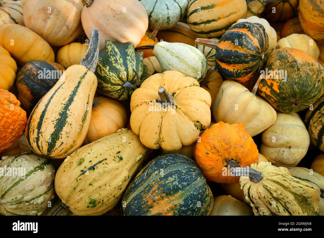 Many different ornamental gourds and pumpkins Stock Photo Alamy