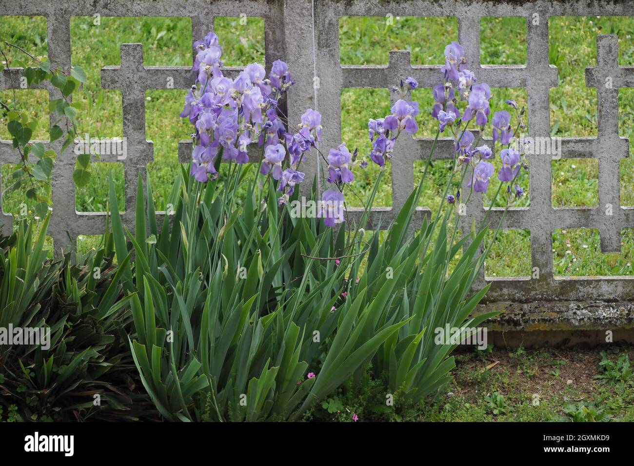 iris (scientific name Iris Germanica) plant purple flower Stock Photo