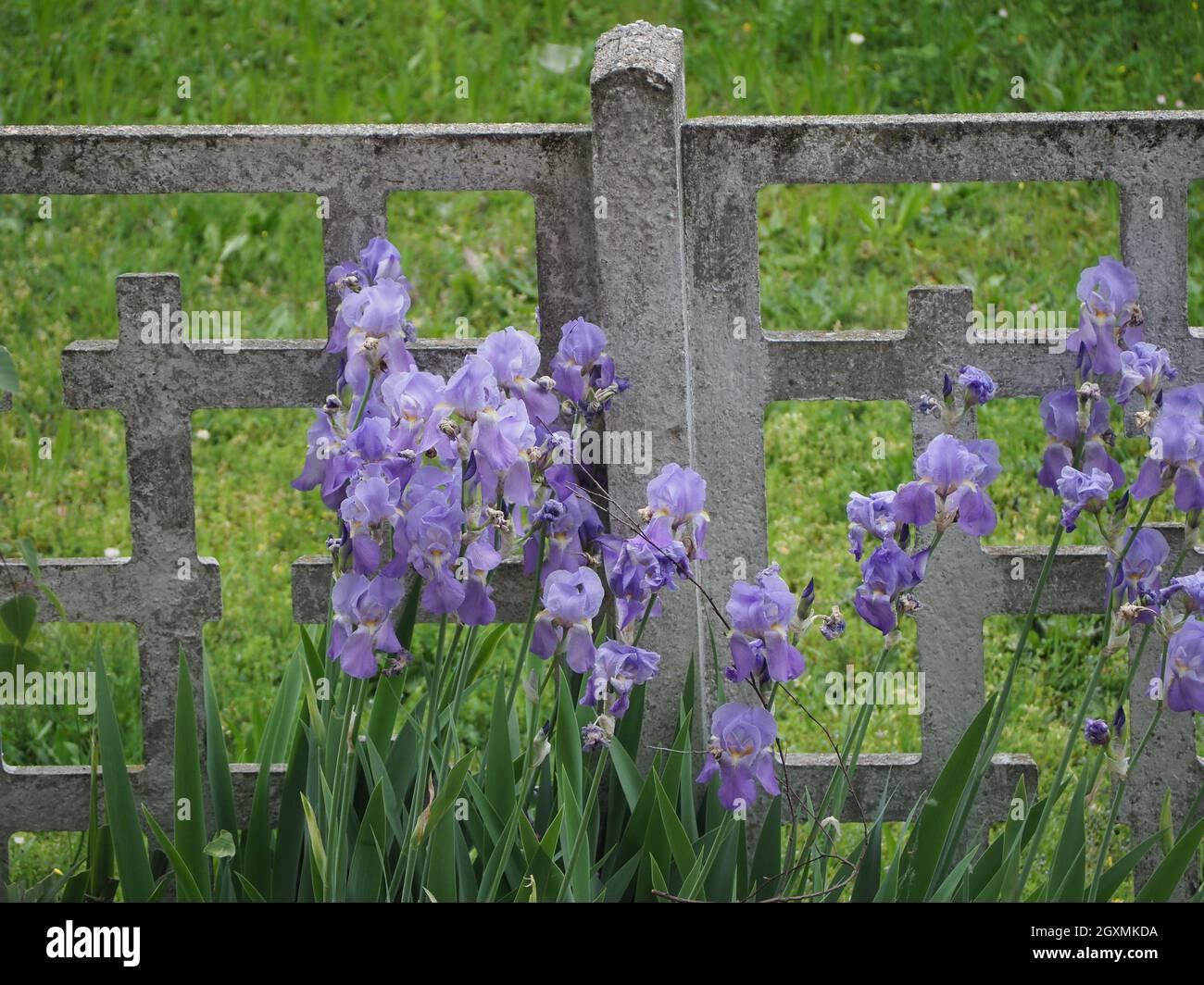 iris (scientific name Iris Germanica) plant purple flower Stock Photo