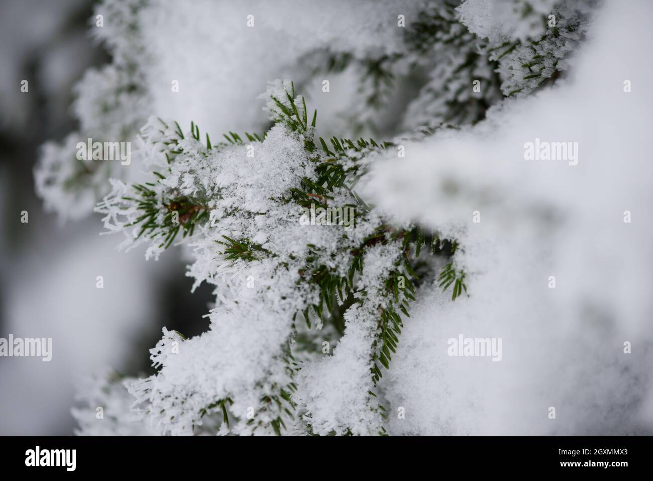 christmas evergreen spruce pine tree in nature covered with fresh snow ...