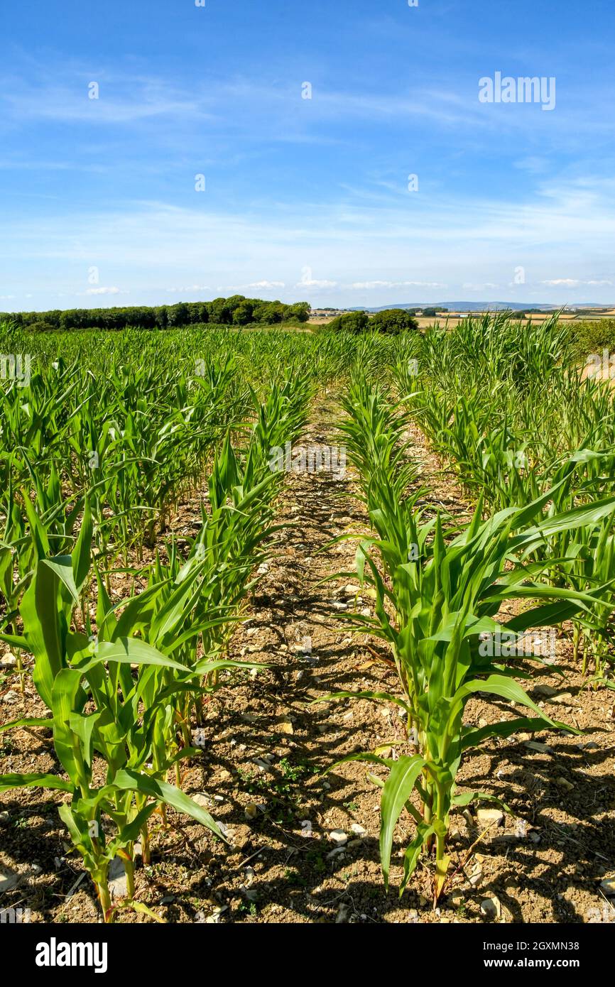Rows of young corn plants growing in a farm field. No people Stock ...