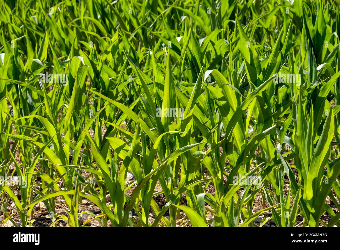 Young corn plants growing hi-res stock photography and images - Alamy