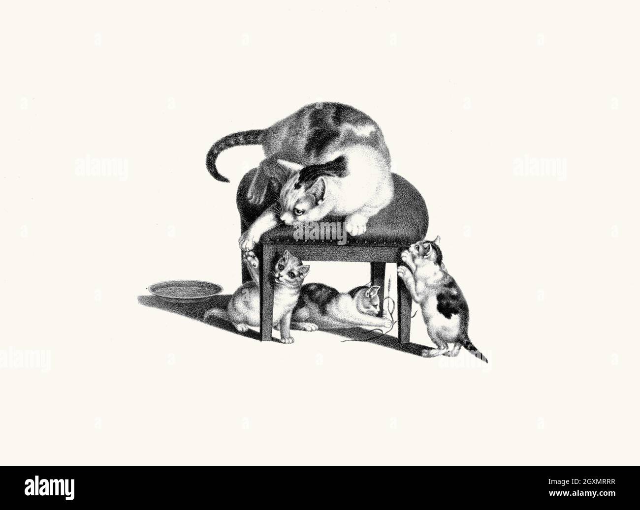 Cat on Stool Stock Photo Alamy