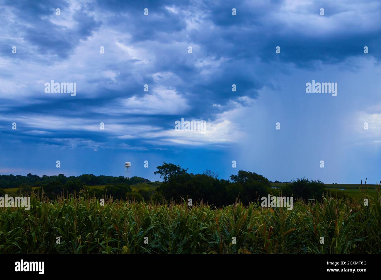 Stormy day in corn field with water tower in distance Stock Photo