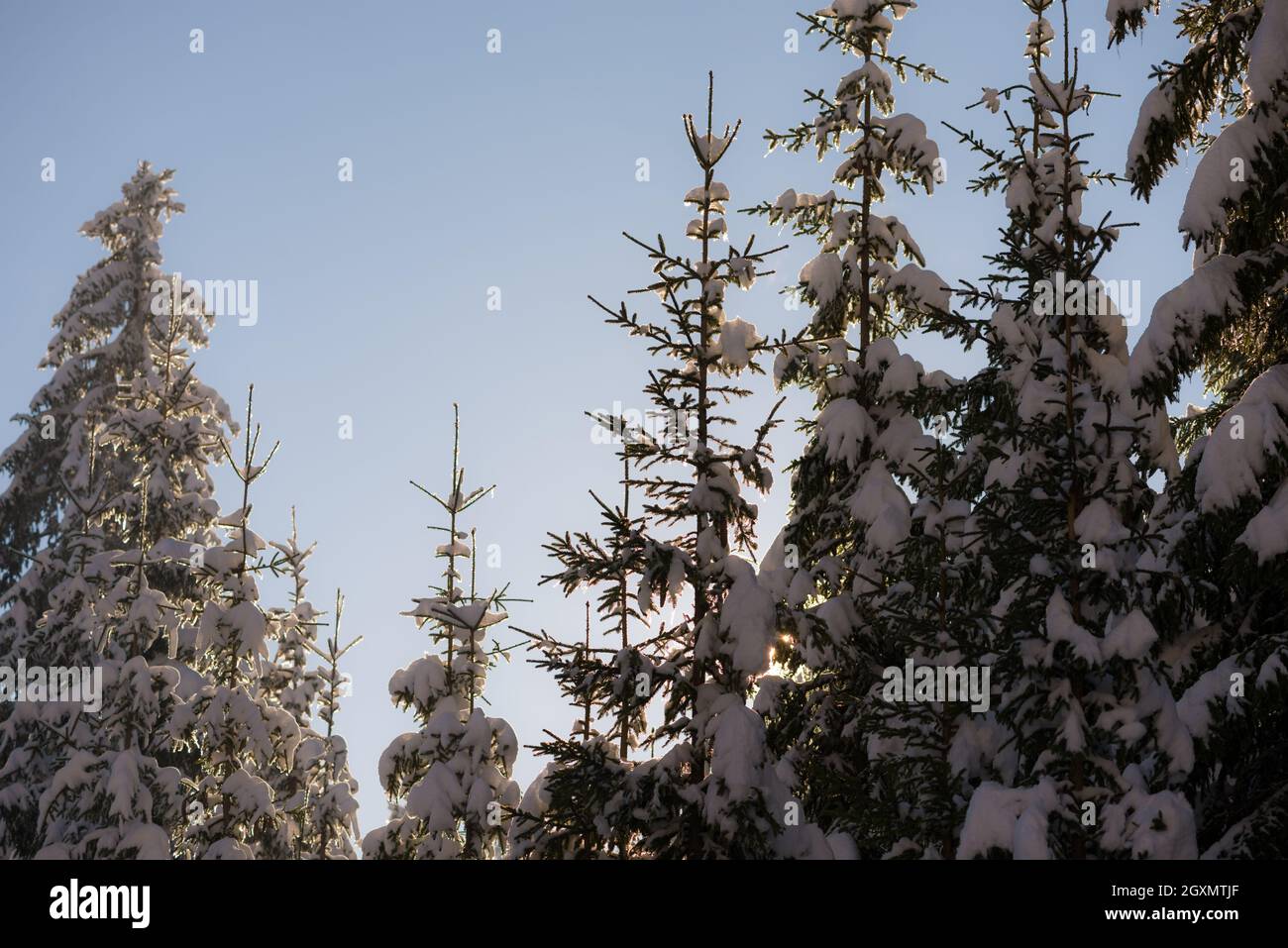 winter sunset, pine tree forest background covered with fresh snow ...