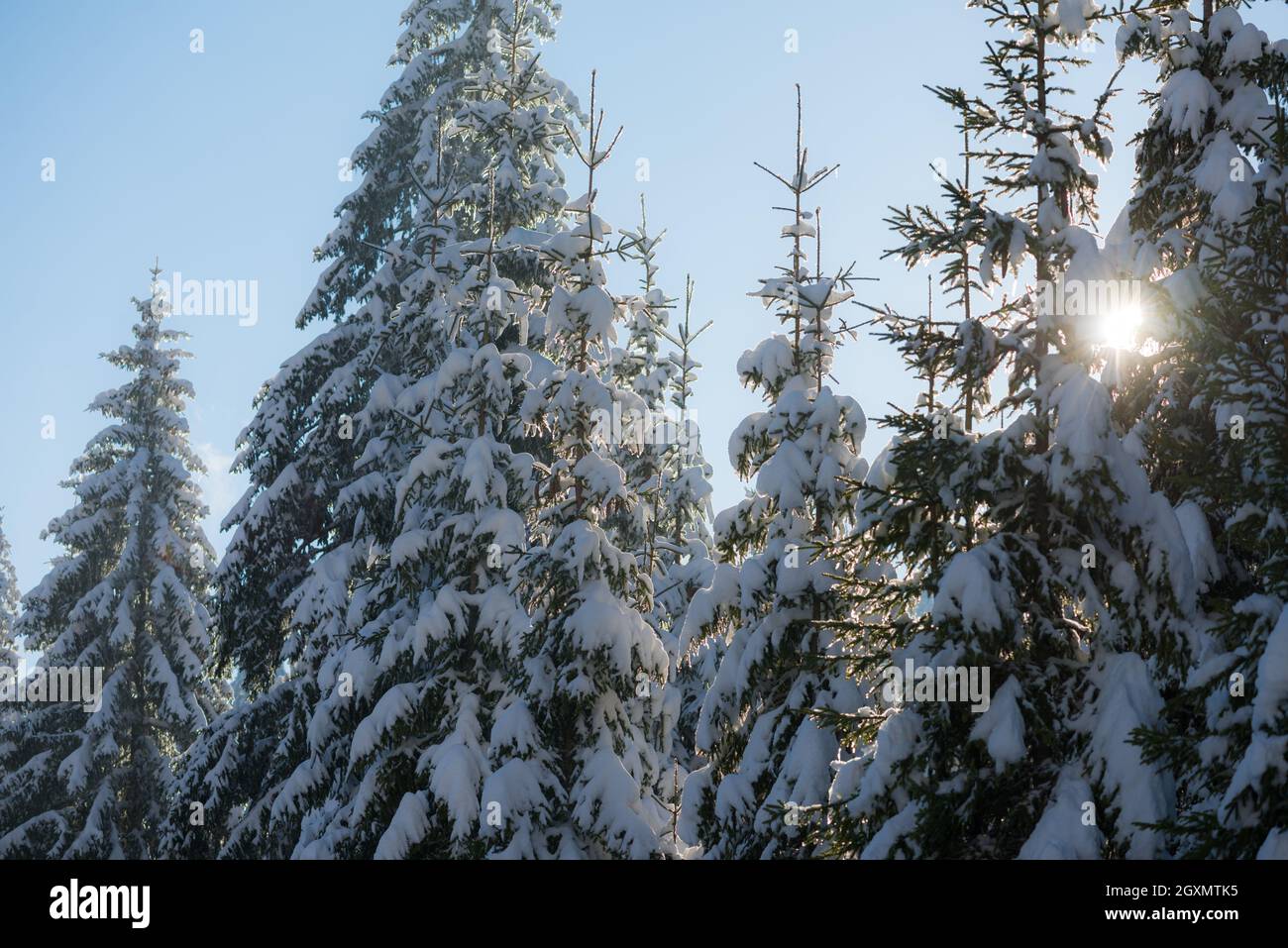 winter sunset, pine tree forest background covered with fresh snow ...