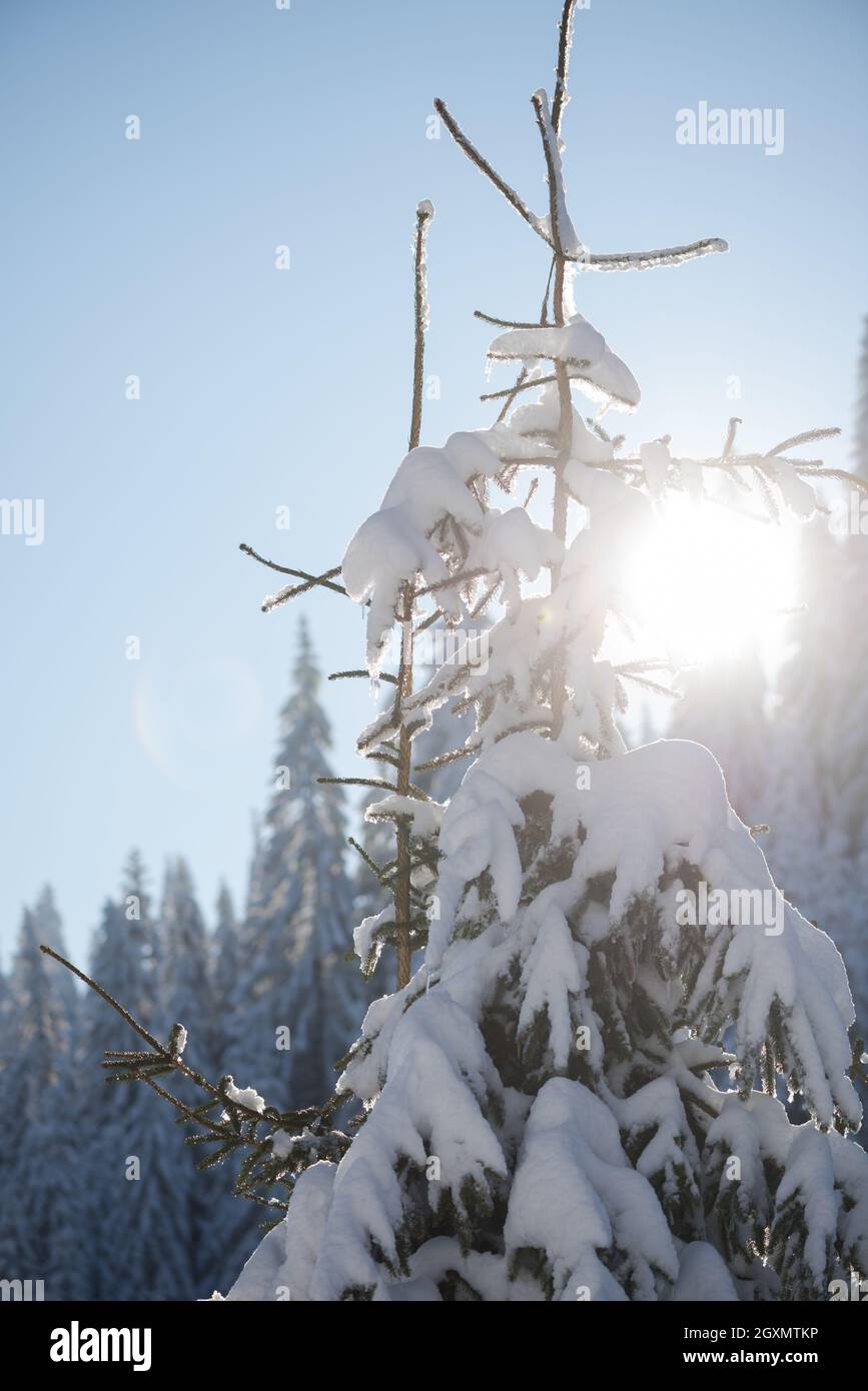 winter sunset, pine tree forest background covered with fresh snow ...