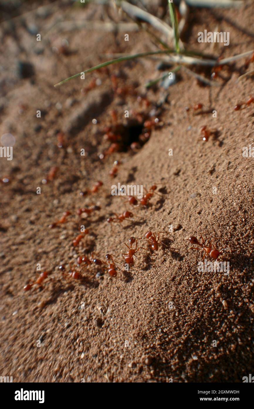 A colony of red ants skitter across fine brown sand with a few strands of grass Stock Photo