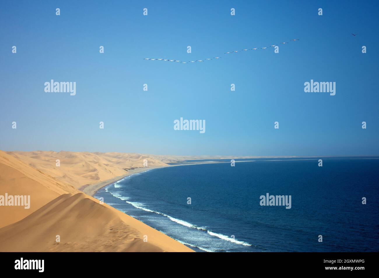 Flock of greater flamingos, Phoenicopterus roseus, flying over the coast of Sandwich Harbor and the dunes of the Namib Desert, Walvis Bay, Namibia Stock Photo