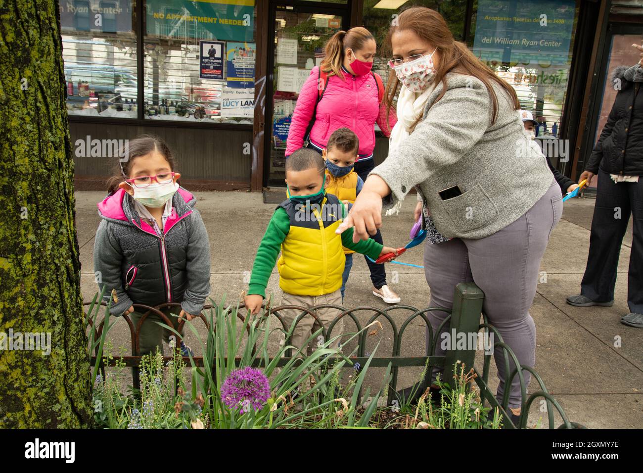 Education Preschool 3-4 year olds out on a walk with female teacher looking at flowers and plants growing in tree pit, wearing face masks vs Covid-19 Stock Photo