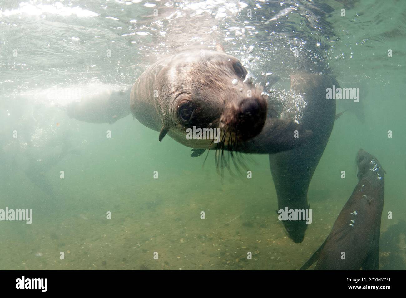 Underwater view of Cape fur seals, Arctocephalus pusillus, Pelican Point, Walvis Bay, Namibia Stock Photo