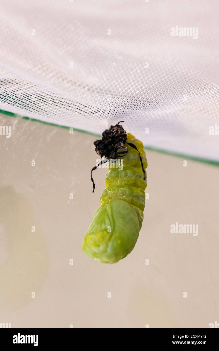 Monarch caterpillar, Danaus plexippus, in the process of pupating into