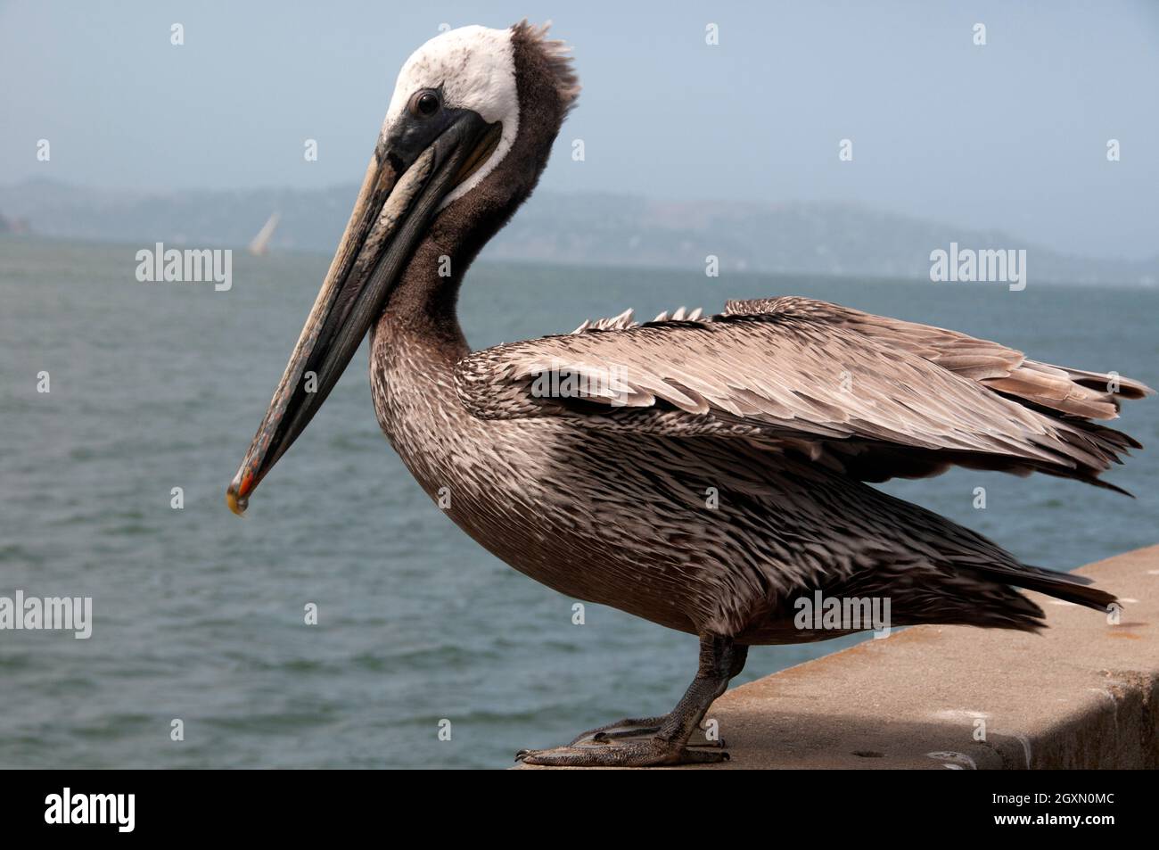 Brown pelican, Pelecanus occidentalis, San Francisco, California, USA Stock Photo