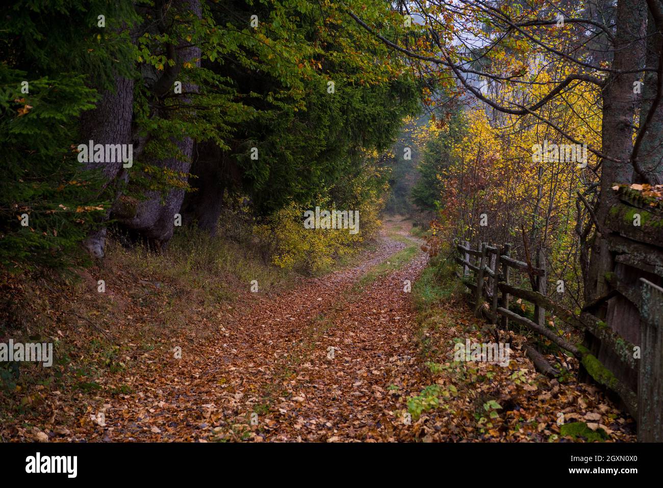 country road through the autumnal forest on a foggy morning Stock Photo ...