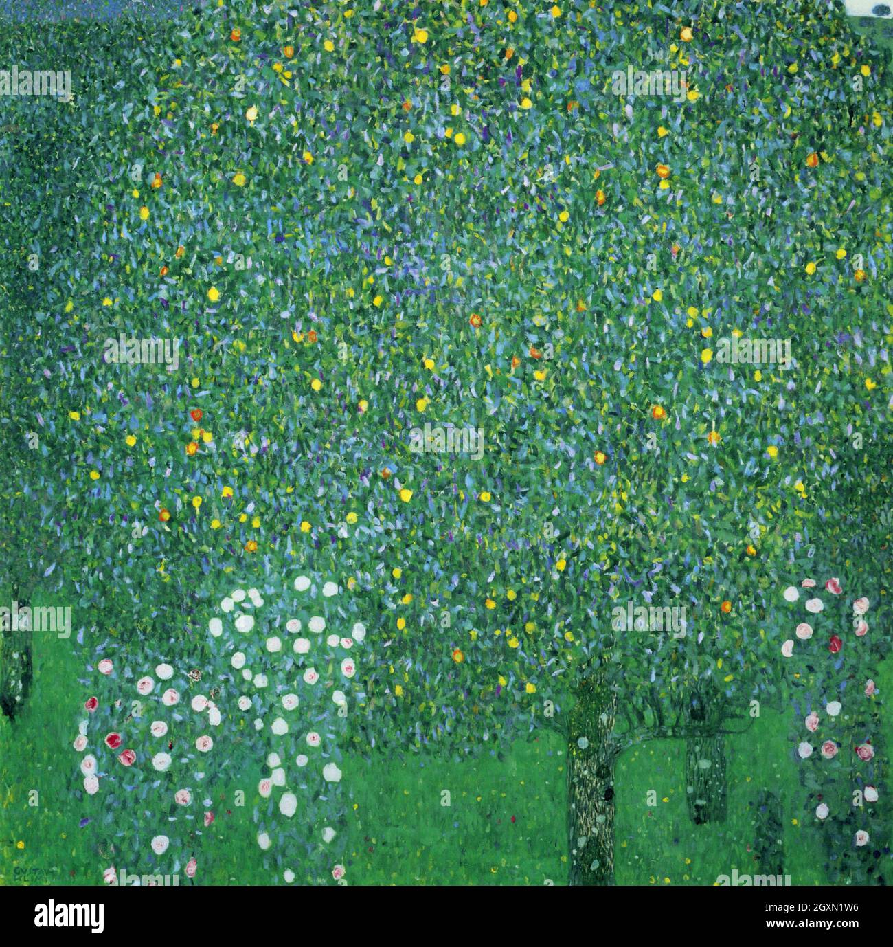 Roses Under Trees Stock Photo Alamy