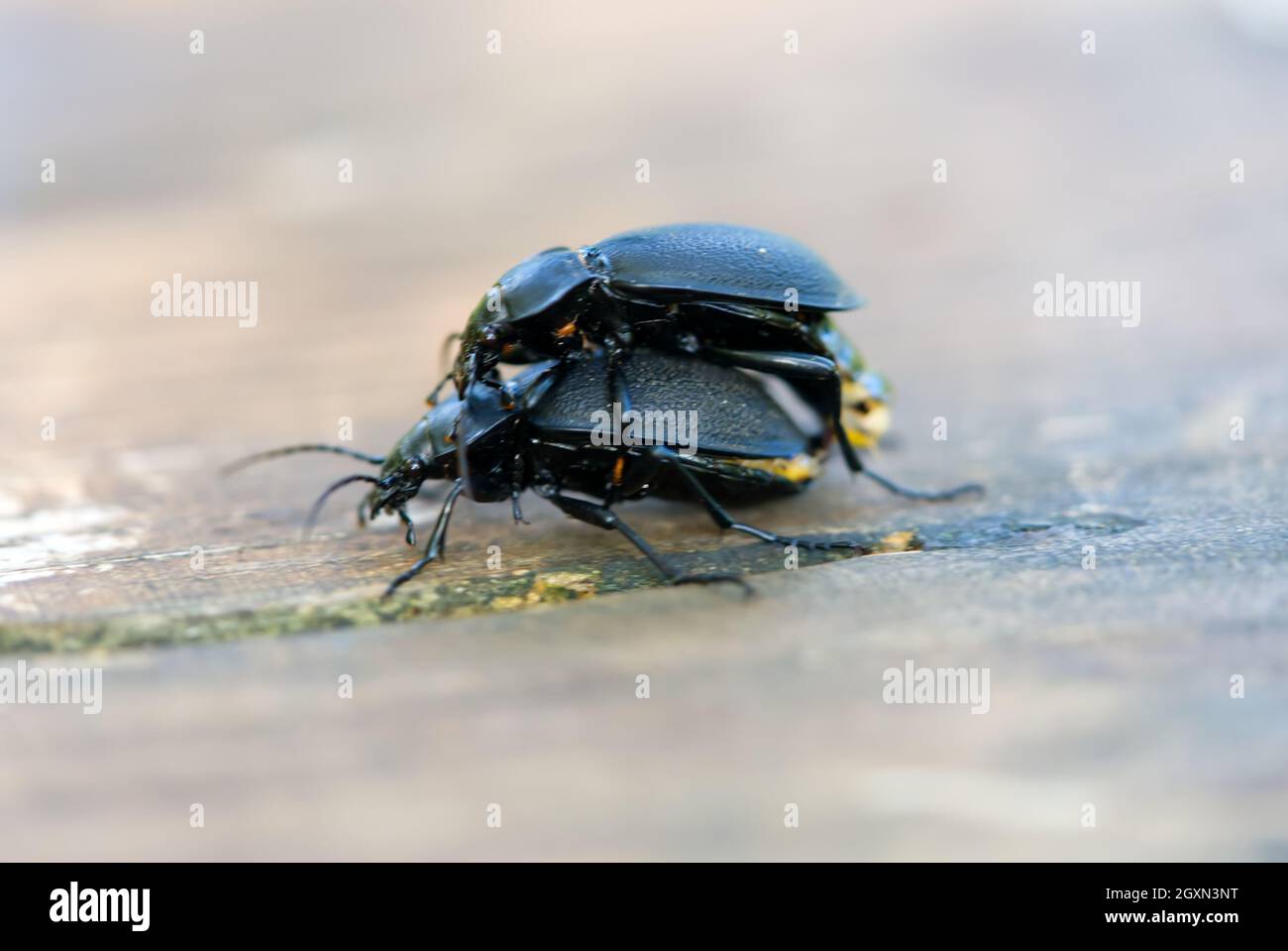 Darkling beetle Superworm or Zophobas morio. two big black bugs ...