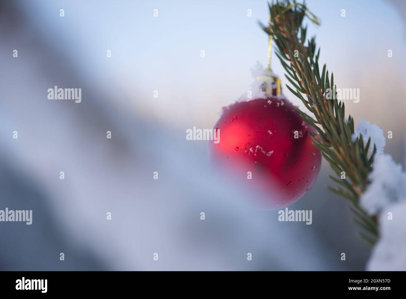 christmas red balls on pine tree covered with fresh snow on beautful ...