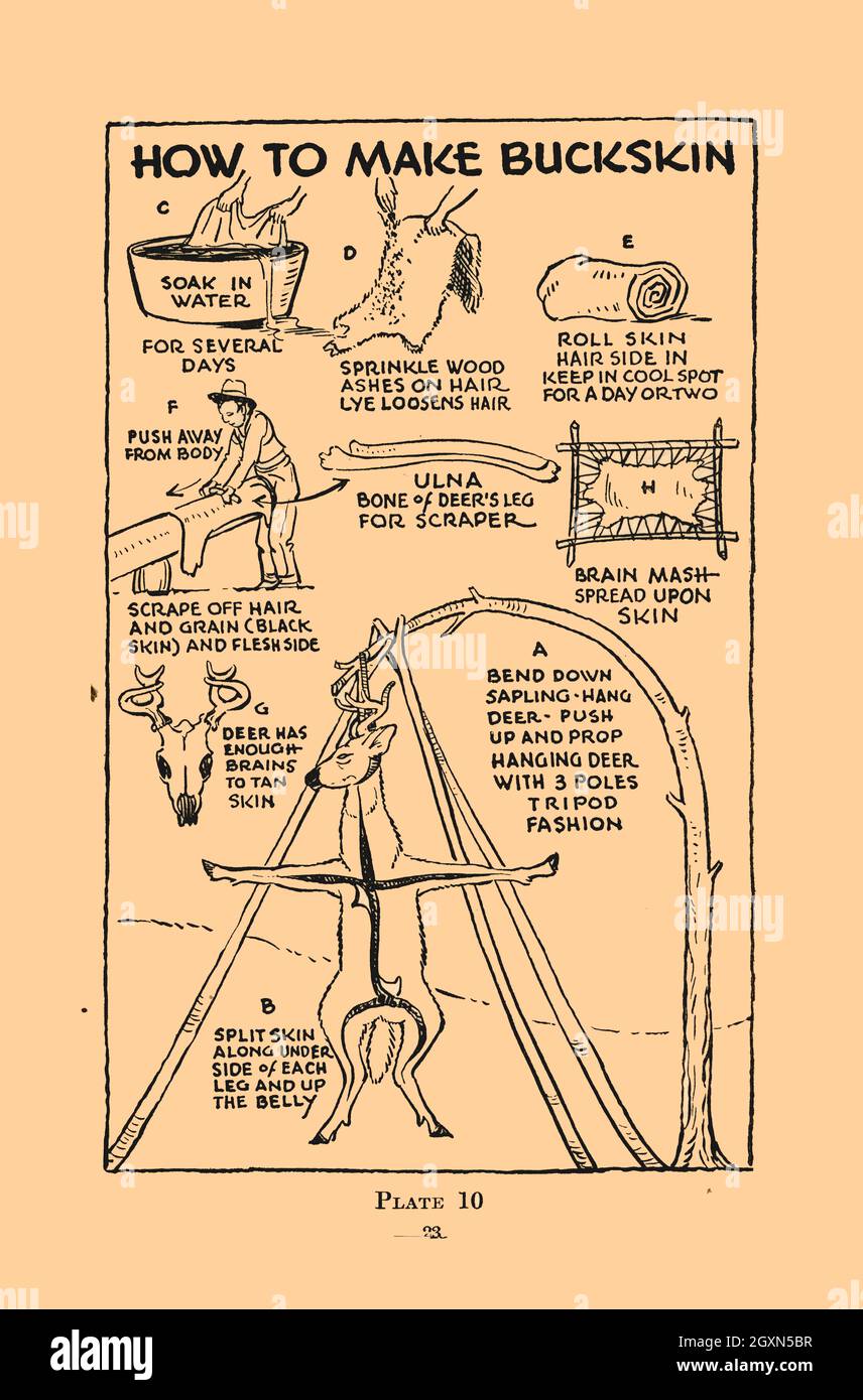 How to Make Buckskin Stock Photo Alamy