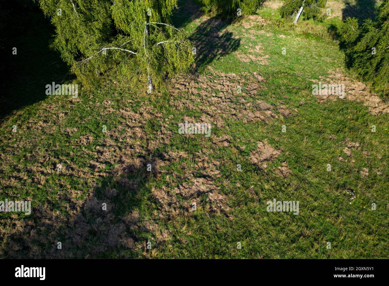 Survey  Farmland damage to the turf caused by overpopulation of wild boars in high mountain pastures Stock Photo