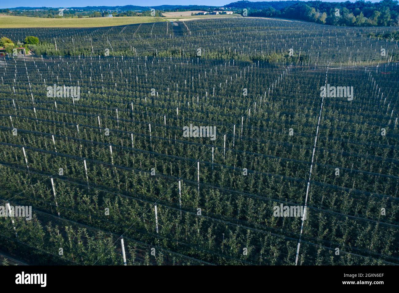 Italy, Orchard Apples with anti-hail nets Stock Photo