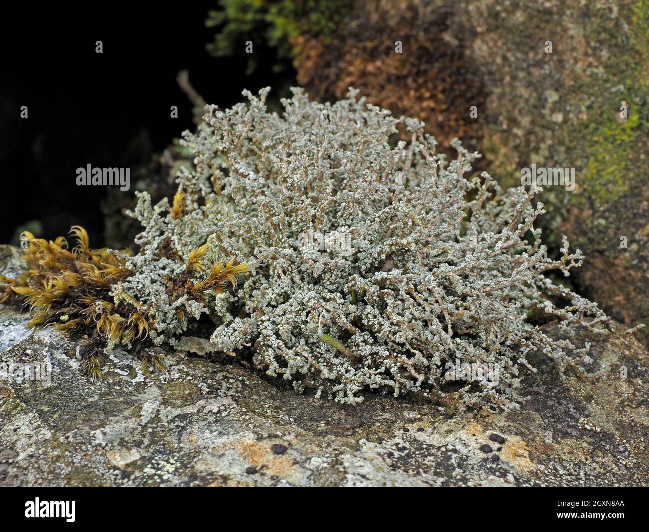 delicate tracery of Stereocaulon vesuvianum a squamulose mountain lichen growing on fellside rocks near summit of High Street in Cumbria, England, UK Stock Photo