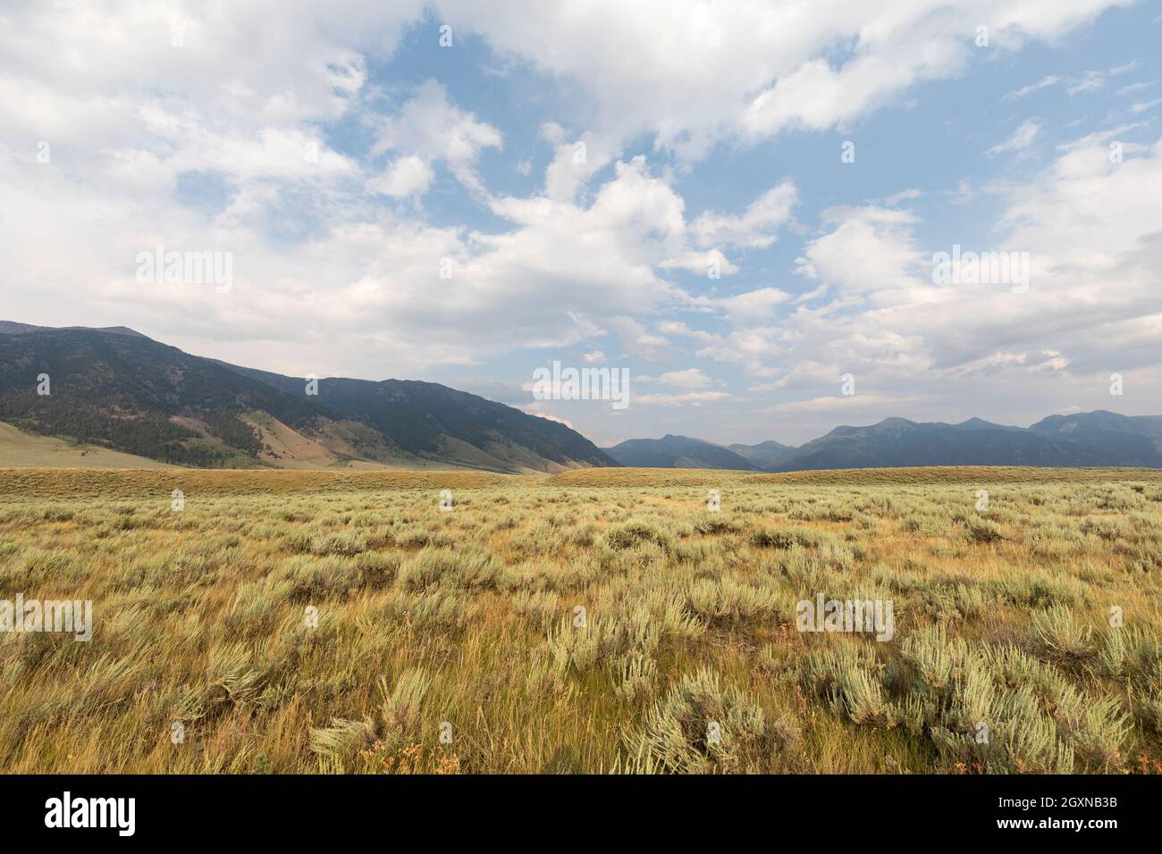 Sagebrush steppe, Missouri Flats, Montana, USA Stock Photo