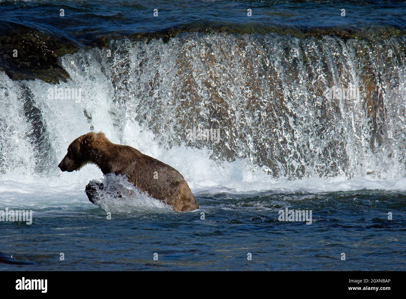 Brown bear, Ursus arctos, fishing sockeye salmon at the bottom of Brooks Falls, Katmai National Park and Preserve, Alaska, USA Stock Photo