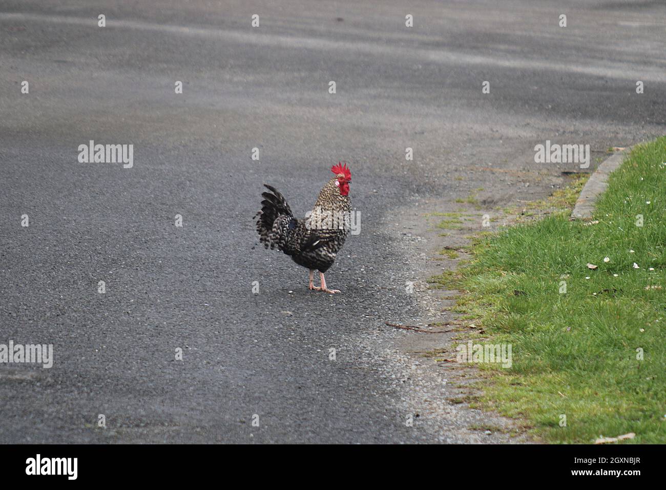 What Is Chicken Road Game? A Complete Guide to Playing and Winning
