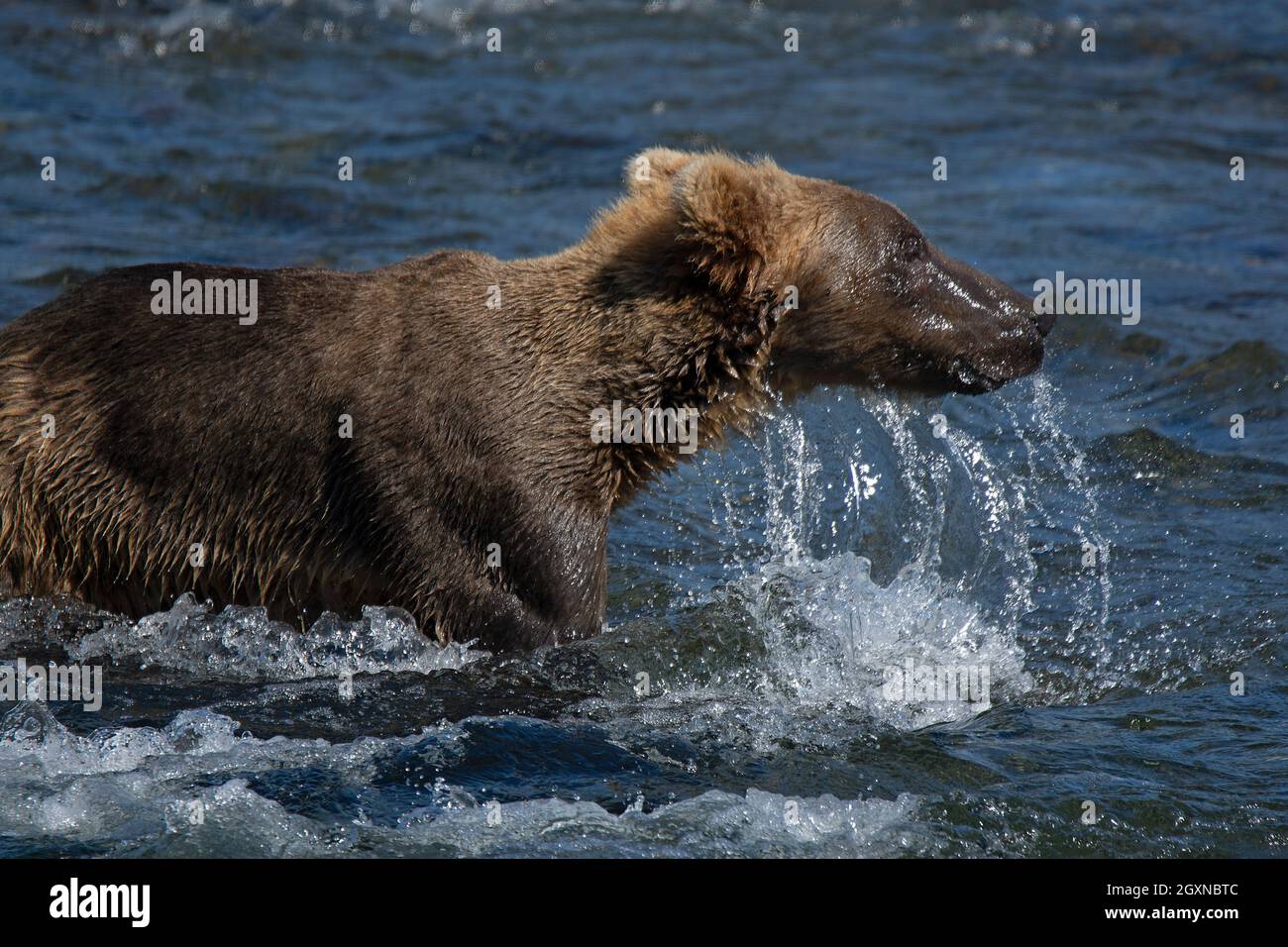 Brown bear, Ursus arctos, fishing sockeye salmon at Brooks Falls, Katmai National Park and Preserve, Alaska, USA Stock Photo