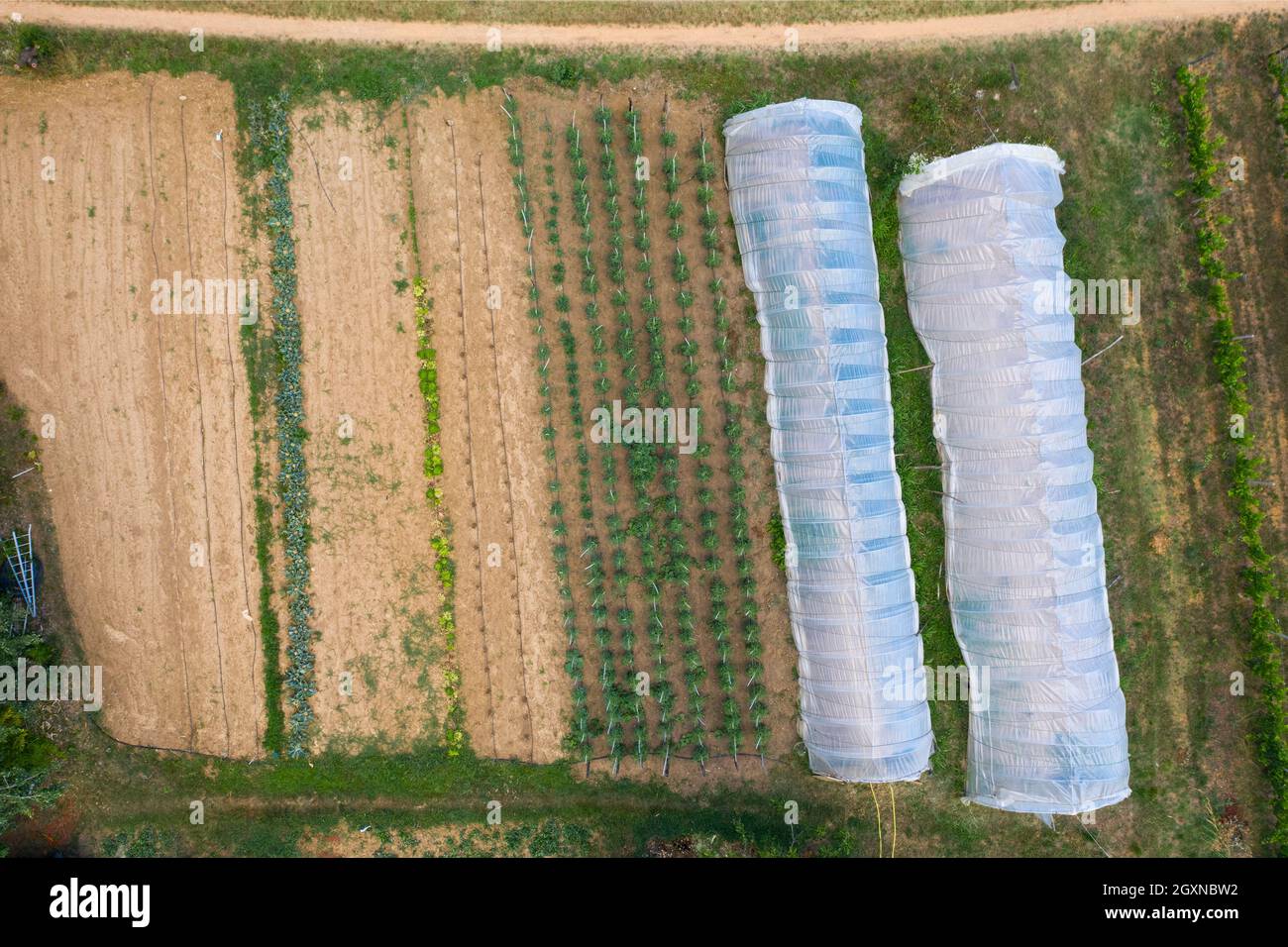 greenhouse agriculture for growing vegetable plants, aerial drone view Stock Photo