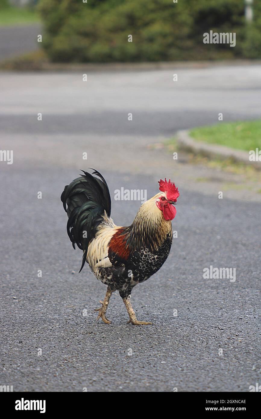 Chickens crossing a road Stock Photo