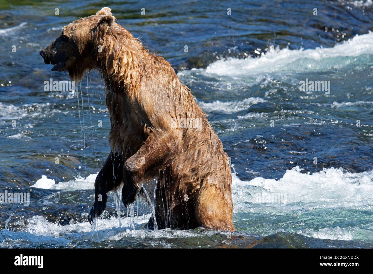 Brown bear, Ursus arctos, standing at Brooks Falls, Katmai National Park and Preserve, Alaska, USA Stock Photo