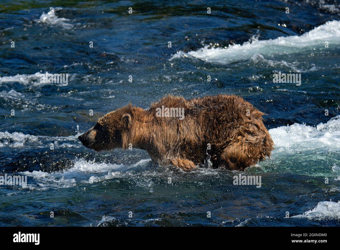 Brown bear, Ursus arctos, fishing sockeye salmon at Brooks Falls, Katmai National Park and Preserve, Alaska, USA Stock Photo