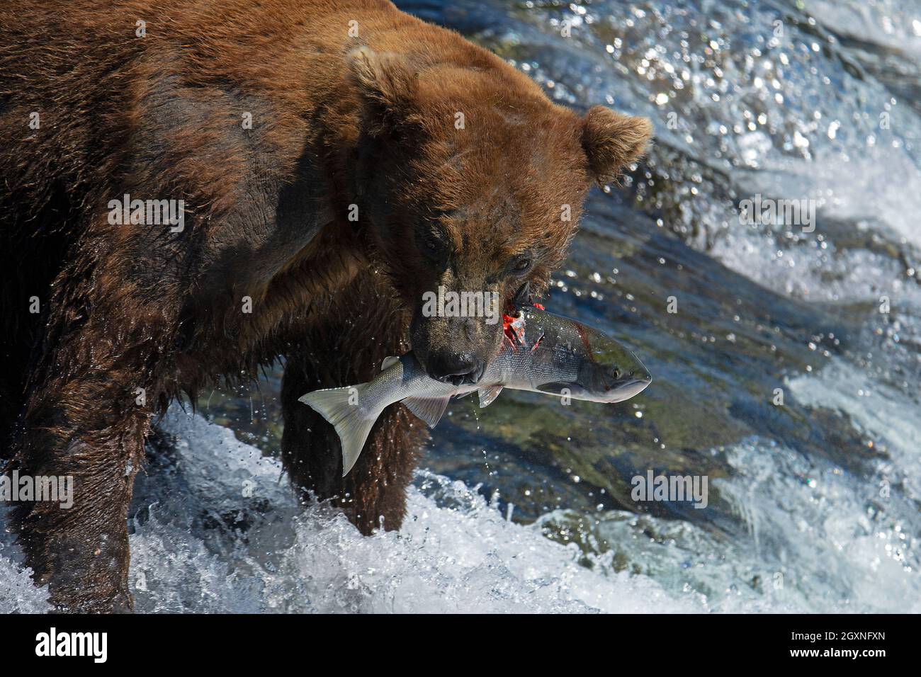 Brown bear, Ursus arctos, with sockeye salmon in his mouth at the top of Brooks Falls, Katmai National Park and Preserve, Alaska, USA Stock Photo