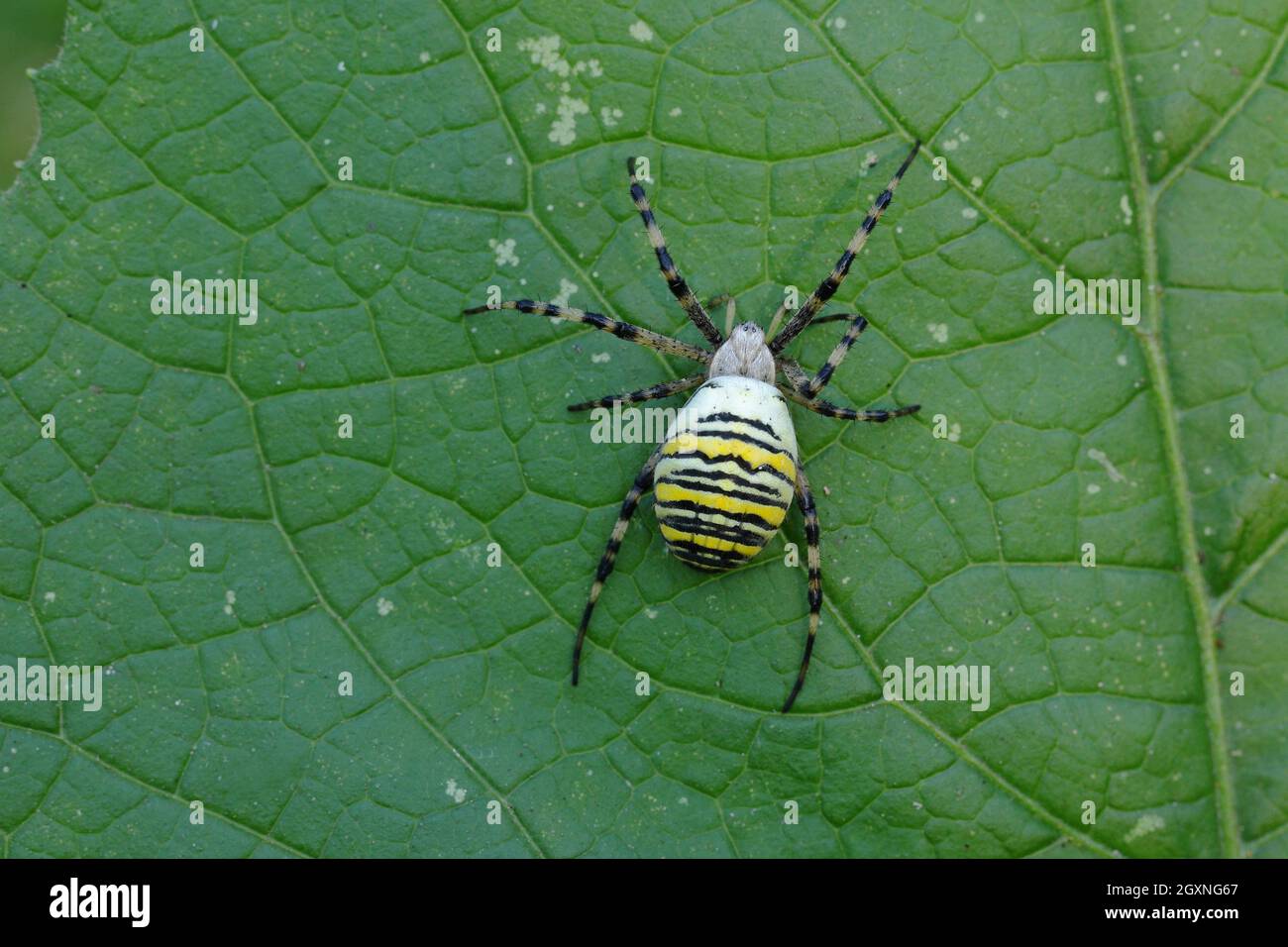 Wasp spider (Argiope bruennichi), on a leaf, North Rhine-Westphalia, Germany Stock Photo